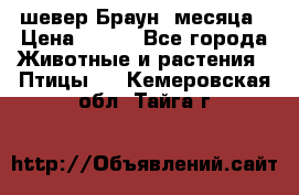 шевер Браун 2месяца › Цена ­ 200 - Все города Животные и растения » Птицы   . Кемеровская обл.,Тайга г.